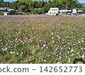 A landscape of a cosmos field in full bloom with pink flowers. 142652773