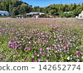 A landscape of a cosmos field in full bloom with pink flowers. 142652774