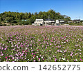 A landscape of a cosmos field in full bloom with pink flowers. 142652775