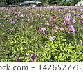 A landscape of a cosmos field in full bloom with pink flowers. 142652776