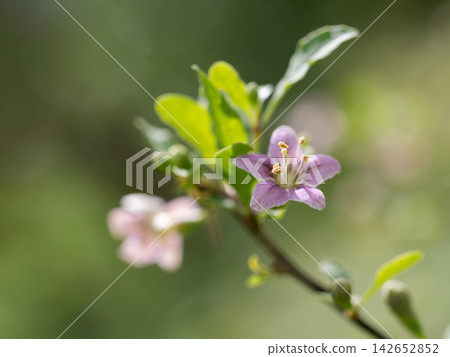 Pale purple goji berry flowers Pale purple goji berry flowers 142652852