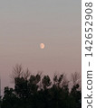 The silhouettes of the moon and trees float in the pale pink twilight sky. 142652908