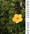 Macro photography of the brightly blooming yellow flowers (Potentilla fruticosa). 142652909
