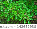 The fruits of the Japanese laurel tree after the rain (autumn, September) 142652938