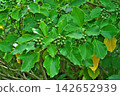 The fruits of the Japanese laurel tree after the rain (autumn, September) 142652939
