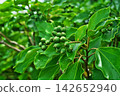 The fruits of the Japanese laurel tree after the rain (autumn, September) 142652940