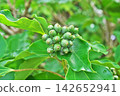 The fruits of the Japanese laurel tree after the rain (autumn, September) 142652941