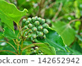 The fruits of the Japanese laurel tree after the rain (autumn, September) 142652942