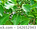 The fruits of the Japanese laurel tree after the rain (autumn, September) 142652943