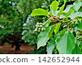 The fruits of the Japanese laurel tree after the rain (autumn, September) 142652944