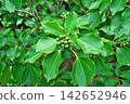 The fruits of the Japanese laurel tree after the rain (autumn, September) 142652946