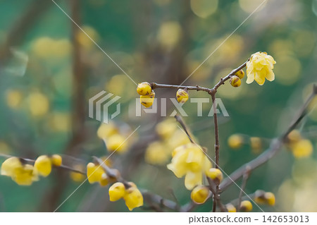 Japanese allspice heralds the arrival of spring Japanese allspice heralds the arrival of spring 142653013