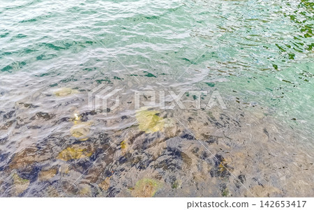 Sea turtle Turtles swim to the water surface in Brazil. Sea turtle Turtles swim to the water surface in Brazil. 142653417