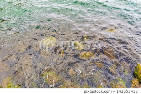Sea turtle Turtles swim to the water surface in Brazil. Sea turtle Turtles swim to the water surface in Brazil. 142653418
