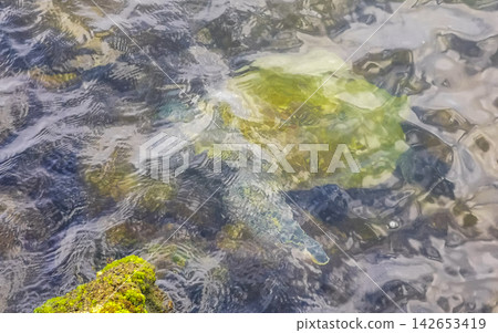Sea turtle Turtles swim to the water surface in Brazil. Sea turtle Turtles swim to the water surface in Brazil. 142653419