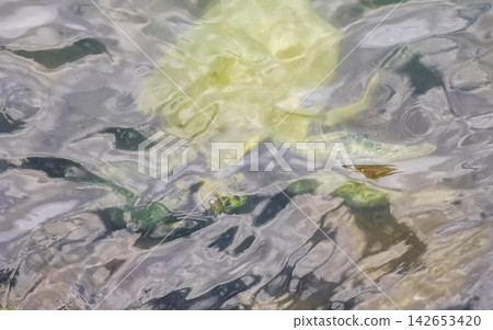 Sea turtle Turtles swim to the water surface in Brazil. Sea turtle Turtles swim to the water surface in Brazil. 142653420
