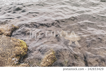 Sea turtle Turtles swim to the water surface in Brazil. Sea turtle Turtles swim to the water surface in Brazil. 142653429