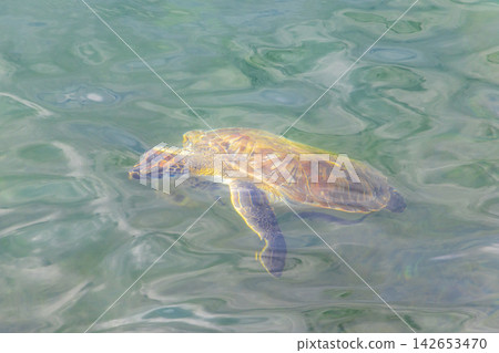 Sea turtle Turtles swim to the water surface in Brazil. 142653470