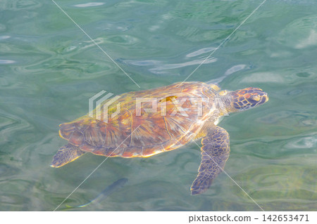 Sea turtle Turtles swim to the water surface in Brazil. Sea turtle Turtles swim to the water surface in Brazil. 142653471