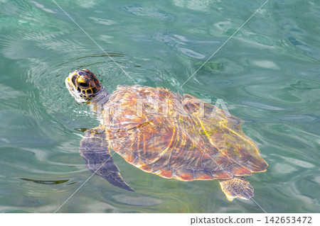 Sea turtle Turtles swim to the water surface in Brazil. Sea turtle Turtles swim to the water surface in Brazil. 142653472