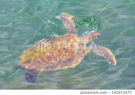 Sea turtle Turtles swim to the water surface in Brazil. Sea turtle Turtles swim to the water surface in Brazil. 142653473