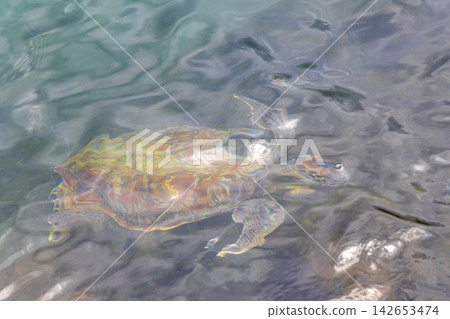 Sea turtle Turtles swim to the water surface in Brazil. Sea turtle Turtles swim to the water surface in Brazil. 142653474