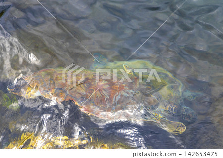 Sea turtle Turtles swim to the water surface in Brazil. Sea turtle Turtles swim to the water surface in Brazil. 142653475