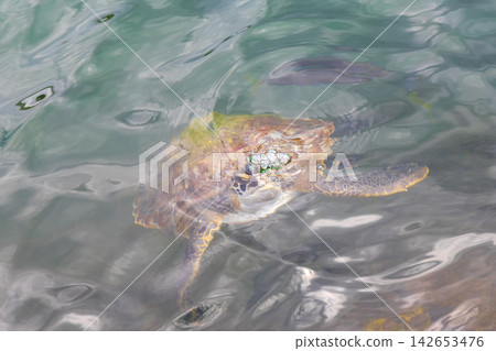 Sea turtle Turtles swim to the water surface in Brazil. Sea turtle Turtles swim to the water surface in Brazil. 142653476