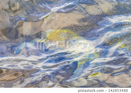 Sea turtle Turtles swim to the water surface in Brazil. Sea turtle Turtles swim to the water surface in Brazil. 142653480