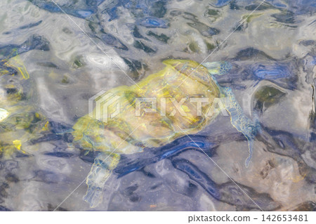 Sea turtle Turtles swim to the water surface in Brazil. 142653481