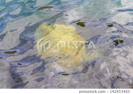 Sea turtle Turtles swim to the water surface in Brazil. Sea turtle Turtles swim to the water surface in Brazil. 142653483