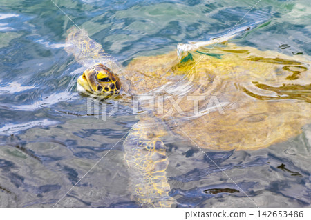 Sea turtle Turtles swim to the water surface in Brazil. Sea turtle Turtles swim to the water surface in Brazil. 142653486