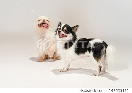 在白色背景下拍攝的吉娃娃犬影棚肖像照。 在白色背景下拍攝的吉娃娃犬影棚肖像照。 142653585