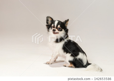 在白色背景下拍攝的吉娃娃犬影棚肖像照。 在白色背景下拍攝的吉娃娃犬影棚肖像照。 142653586