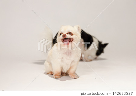 在白色背景下拍攝的吉娃娃犬影棚肖像照。 在白色背景下拍攝的吉娃娃犬影棚肖像照。 142653587