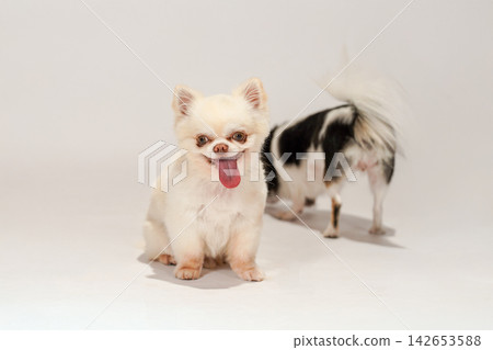 在白色背景下拍攝的吉娃娃犬影棚肖像照。 在白色背景下拍攝的吉娃娃犬影棚肖像照。 142653588
