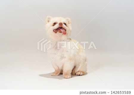 在白色背景下拍攝的吉娃娃犬影棚肖像照。 在白色背景下拍攝的吉娃娃犬影棚肖像照。 142653589