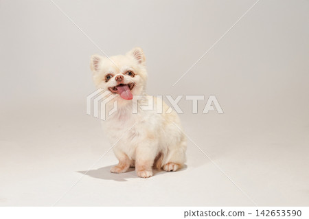 在白色背景下拍攝的吉娃娃犬影棚肖像照。 在白色背景下拍攝的吉娃娃犬影棚肖像照。 142653590