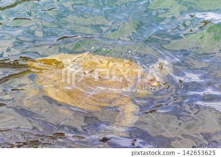 Sea turtle Turtles swim to the water surface in Brazil. Sea turtle Turtles swim to the water surface in Brazil. 142653625