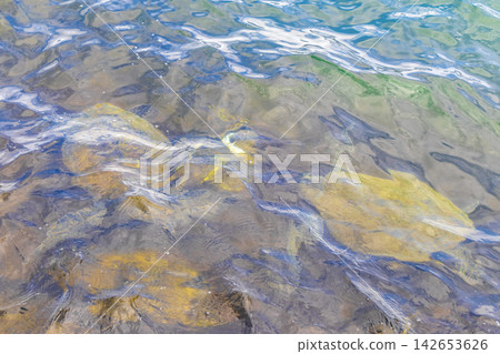 Sea turtle Turtles swim to the water surface in Brazil. Sea turtle Turtles swim to the water surface in Brazil. 142653626