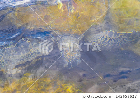 Sea turtle Turtles swim to the water surface in Brazil. Sea turtle Turtles swim to the water surface in Brazil. 142653628