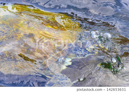 Sea turtle Turtles swim to the water surface in Brazil. Sea turtle Turtles swim to the water surface in Brazil. 142653631