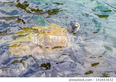 Sea turtle Turtles swim to the water surface in Brazil. Sea turtle Turtles swim to the water surface in Brazil. 142653632