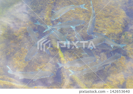 Tropical fish swimming in green turquoise and blue water Brazil. Tropical fish swimming in green turquoise and blue water Brazil. 142653640