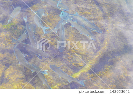 Tropical fish swimming in green turquoise and blue water Brazil. Tropical fish swimming in green turquoise and blue water Brazil. 142653641