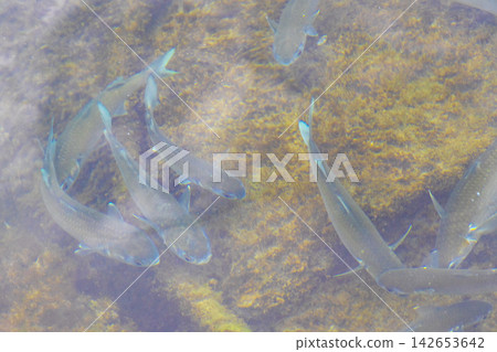 Tropical fish swimming in green turquoise and blue water Brazil. 142653642