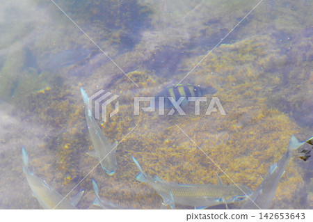Tropical fish swimming in green turquoise and blue water Brazil. Tropical fish swimming in green turquoise and blue water Brazil. 142653643