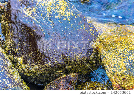 Shells mussels on rocks boulders in turquoise blue water Brazil. Shells mussels on rocks boulders in turquoise blue water Brazil. 142653661