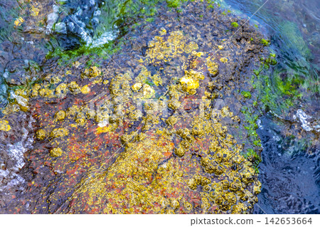 Shells mussels on rocks boulders in turquoise blue water Brazil. Shells mussels on rocks boulders in turquoise blue water Brazil. 142653664