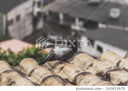 Pigeon pigeons birds sitting on the roof in Brazil. Pigeon pigeons birds sitting on the roof in Brazil. 142653678